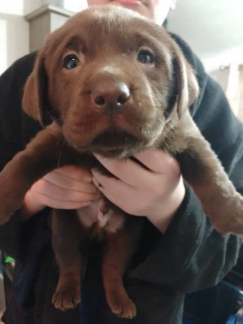 Chocolate Labradors for sale in Sheerness, Kent - Image 1