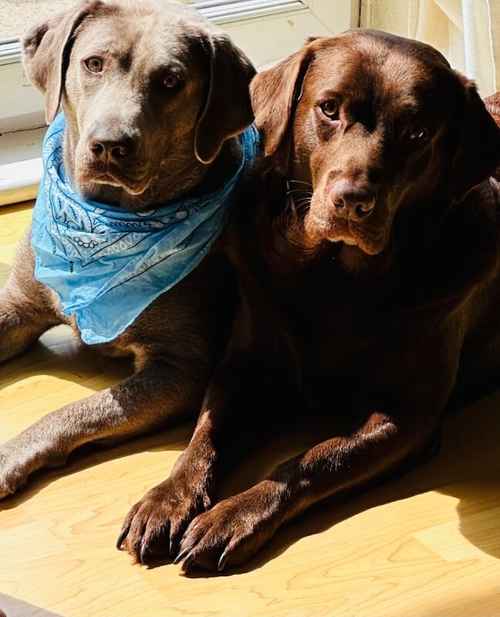 Chocolate Labradors for sale in Runcorn, Cheshire