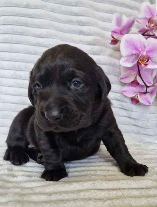 Chunky all black labrador puppies for sale in Tamworth, Staffordshire