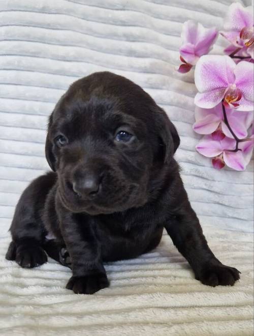 Chunky all black labrador puppies for sale in Tamworth, Staffordshire - Image 1