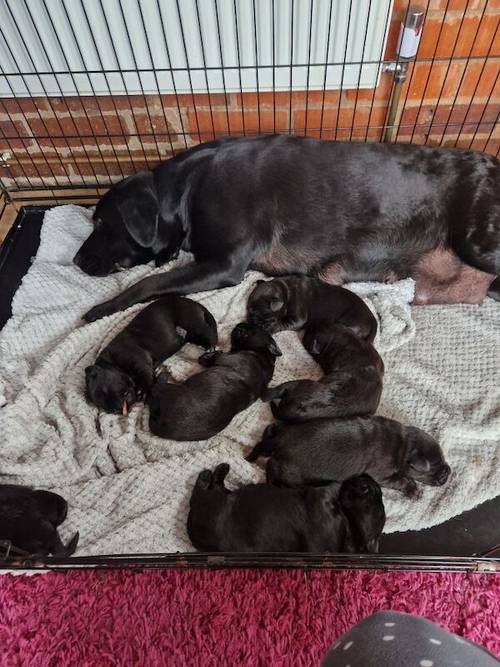 Chunky all black labrador puppies for sale in Tamworth, Staffordshire - Image 5