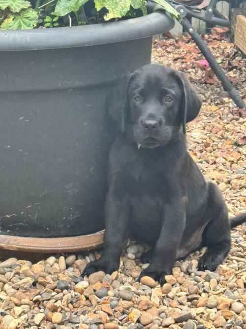 Chunky black boy available for sale in Bedfordshire