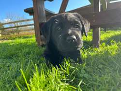 Chunky Black Labrador Puppies for Sale in Callington, Cornwall | Image 1