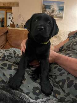 Chunky Black Labrador Puppies for Sale in Callington, Cornwall | Image 2