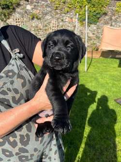 Chunky Black Labrador Puppies for Sale in Callington, Cornwall | Image 3