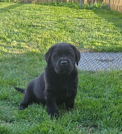 Chunky Black show bred puppy for sale in Northumberland