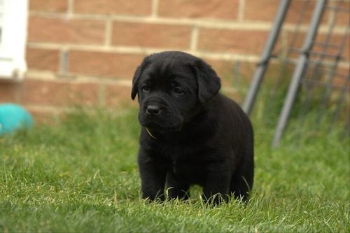 Chunky Black show bred puppy for sale in Northumberland