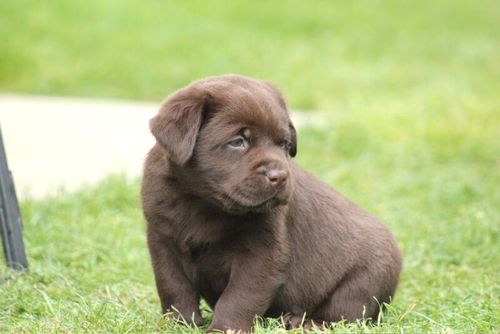 Chunky show bred puppy for sale in Northumberland