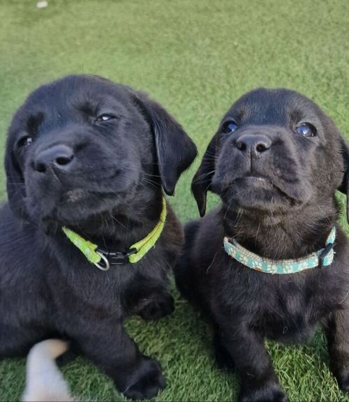 Chunky Black Show type boys. for sale in Lanark, Lanarkshire - Image 1