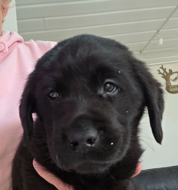 chunky black show type labrador puppy