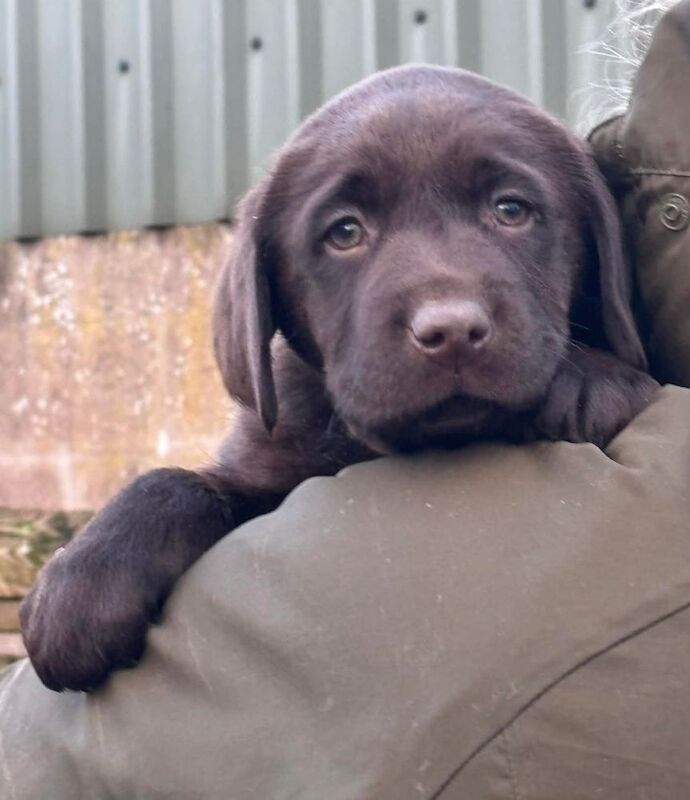 Chunky chocolate boy, ready 15th March