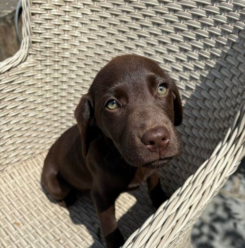 Chunky Chocolate KC Bitch Labs Ready Now for sale in Axminster, Devon