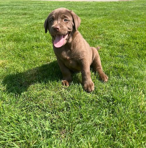 Chunky chocolate KC hip elbows & health tested for sale in Pencarreg, Dyfed