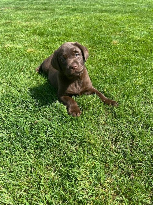 Chunky chocolate KC hip elbows & health tested for sale in Pencarreg, Dyfed