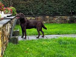 Chunky chocolate KC hip elbows & health tested for sale in Pencarreg, Dyfed | Image 2