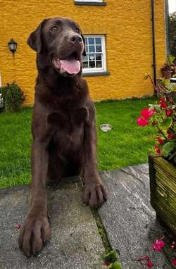Chunky chocolate KC hip elbows & health tested for sale in Pencarreg, Dyfed | Image 3