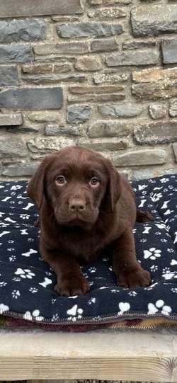 Chunky chocolate KC hip elbows & health tested for sale in Pencarreg, Dyfed | Image 4