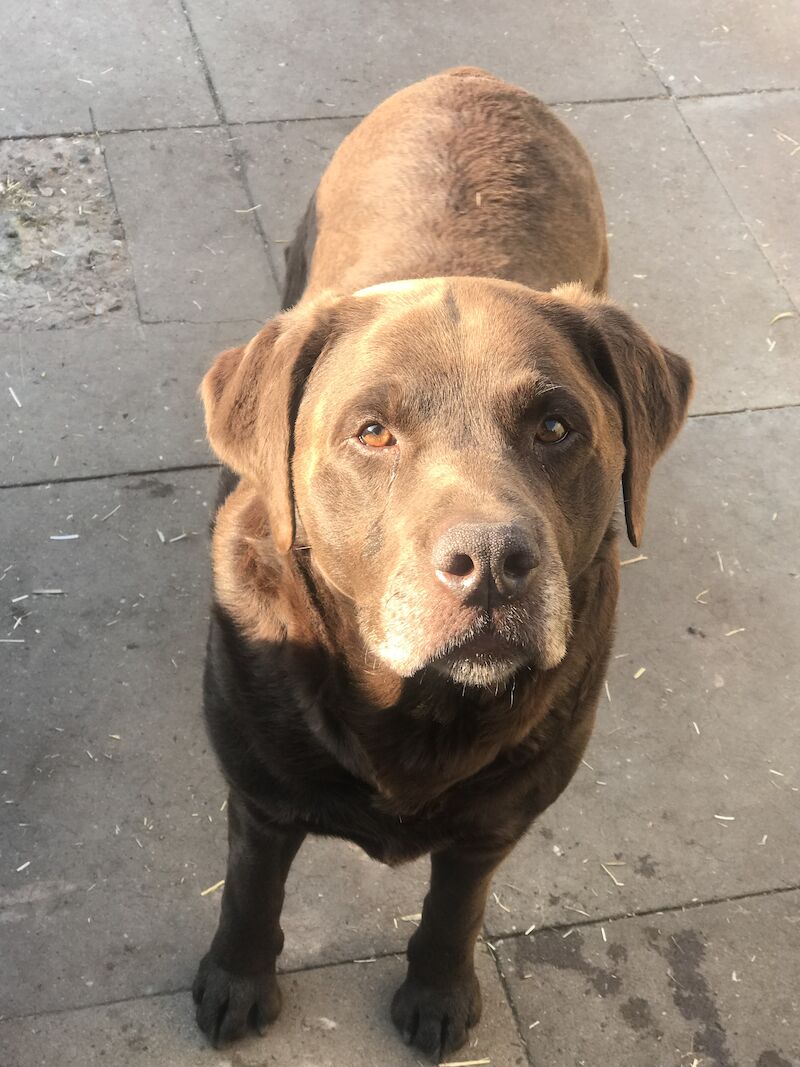 Chunky Chocolate Labrador Puppies For Sale in Atherstone Warwickshire