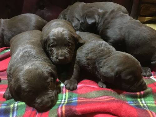 Chunky chocolate Labrador puppies for sale in Steyning, West Sussex - Image 2