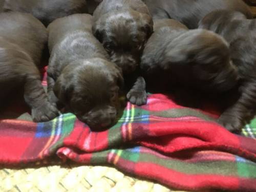 Chunky chocolate Labrador puppies for sale in Steyning, West Sussex - Image 3