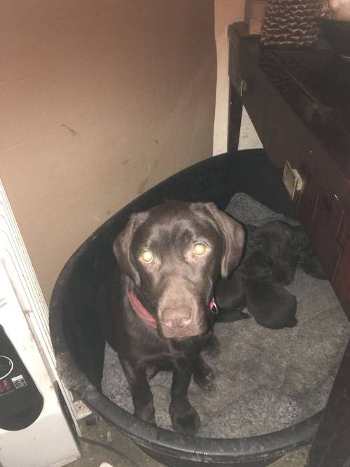 Chunky chocolate Labrador puppies for sale in Steyning, West Sussex - Image 4