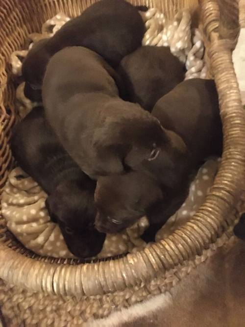 Chunky chocolate Labrador puppies for sale in Steyning, West Sussex - Image 5