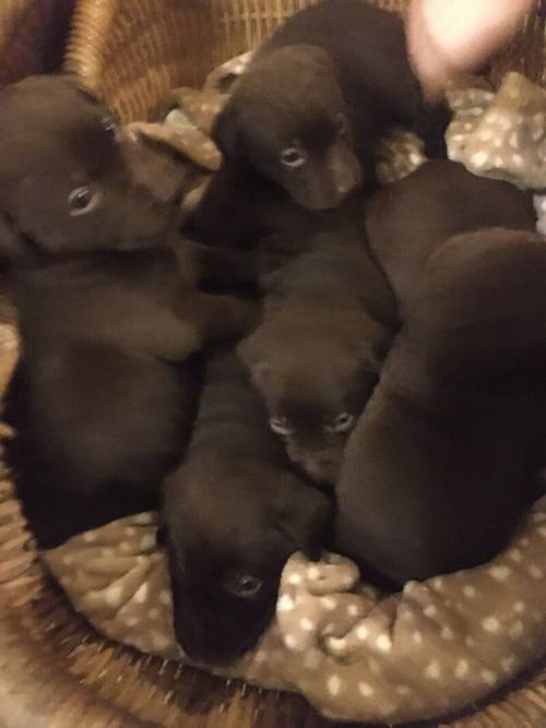 Chunky chocolate Labrador puppies for sale in Steyning, West Sussex - Image 6