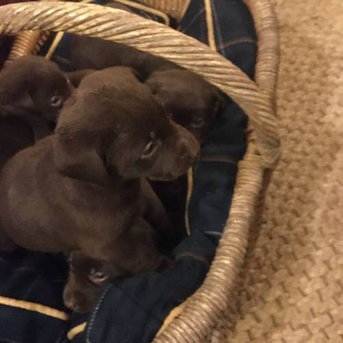 Chunky chocolate Labrador puppies for sale in Steyning, West Sussex - Image 8