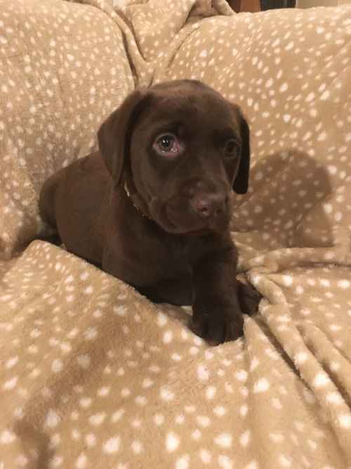 Chunky chocolate Labrador puppies for sale in Steyning, West Sussex