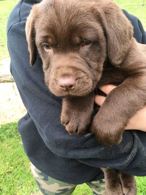 Chunky chocolate Labrador puppies for sale in Steyning, West Sussex - Image 11
