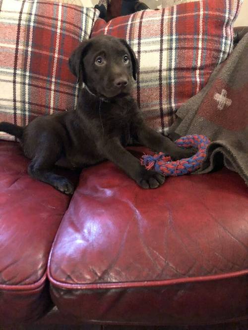 Chunky chocolate Labrador puppies for sale in Steyning, West Sussex - Image 13