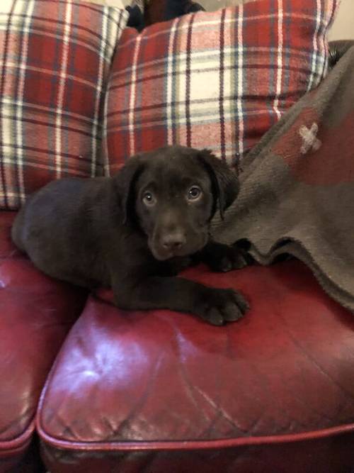 Chunky chocolate Labrador puppies for sale in Steyning, West Sussex - Image 15