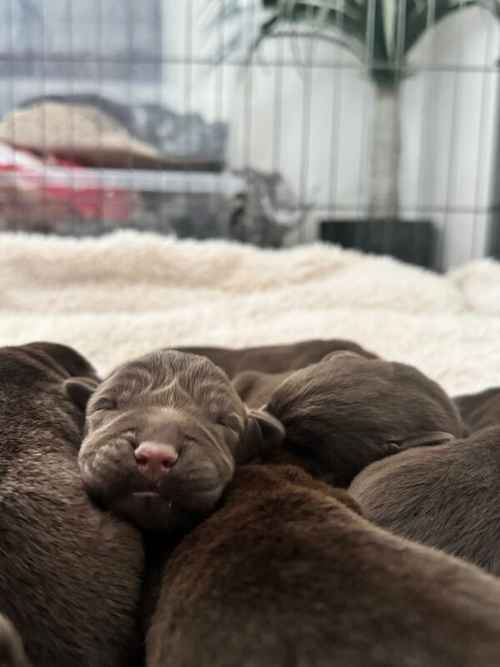 Chunky chocolate labradors for sale in Bedfordshire