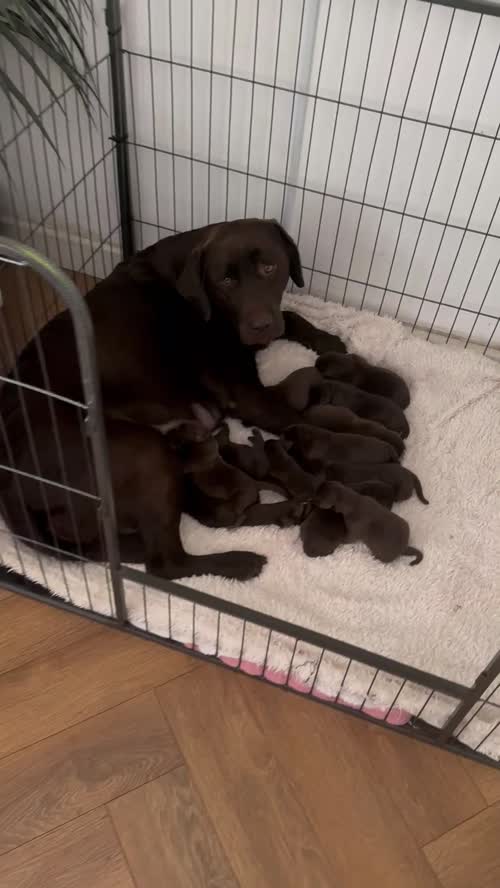 Chunky chocolate labradors for sale in Bedfordshire