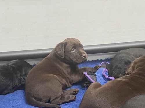 Chunky Chocolate Show Bred KC Reg Labrador Bitch Puppy for sale in Crook, County Durham