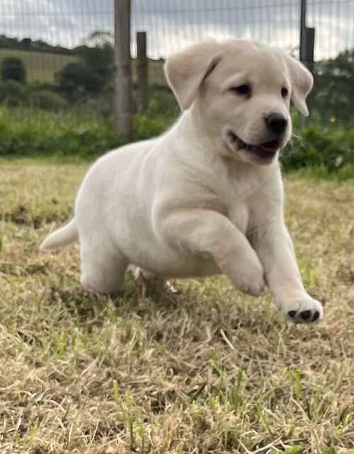 Beautiful golden Labrador pups for sale in Carmarthenshire