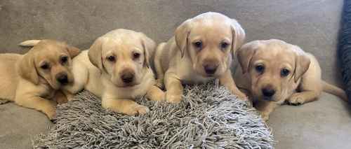 Chunky golden Labradors for sale in SA488JZ