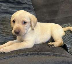 Chunky golden Labradors for sale in SA488JZ | Image 2
