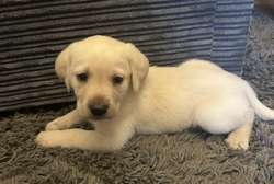 Chunky golden Labradors for sale in SA488JZ | Image 3