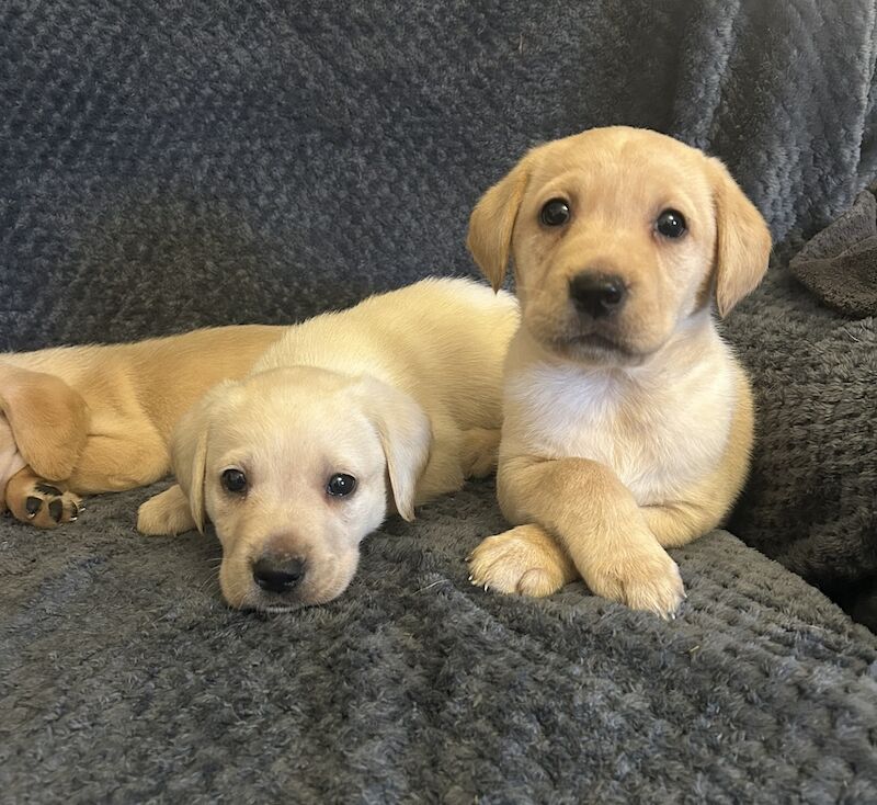 4 To 6 Month Old Golden Labrador Puppies For Sale Labrador Owners