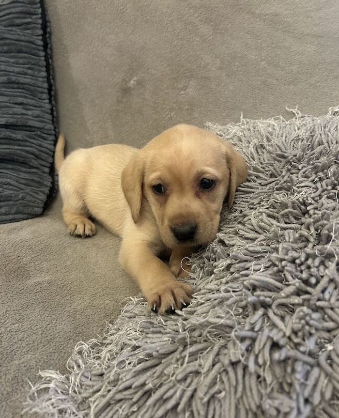 Labrador Retriever puppies for sale in SA488JZ – 1 year old - Image 13 of 15