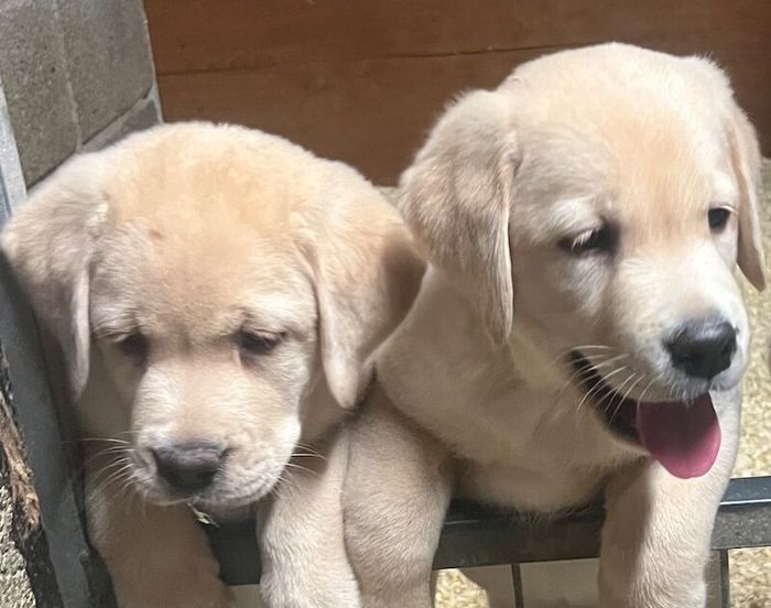 Labrador Retriever puppies for sale in Carmarthen / Caerfyrddin, Dyfed – 8 weeks old