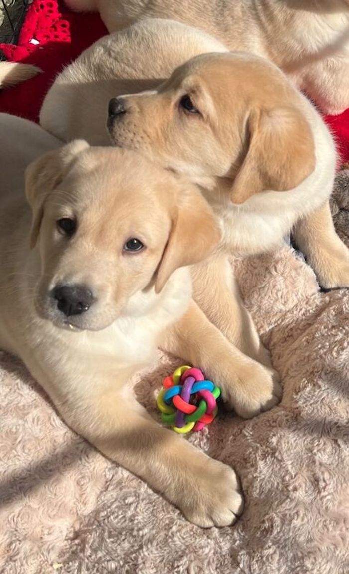 Labrador Retriever puppies for sale in Carmarthen / Caerfyrddin, Dyfed – 8 weeks old - Image 3 of 5
