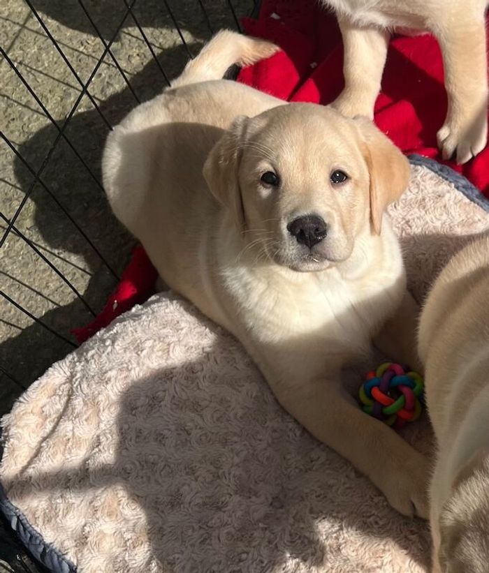 Labrador Retriever puppies for sale in Carmarthen / Caerfyrddin, Dyfed – 8 weeks old - Image 4 of 5