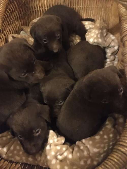 Chunky kc chocolate Labrador puppies for sale in Steyning, West Sussex