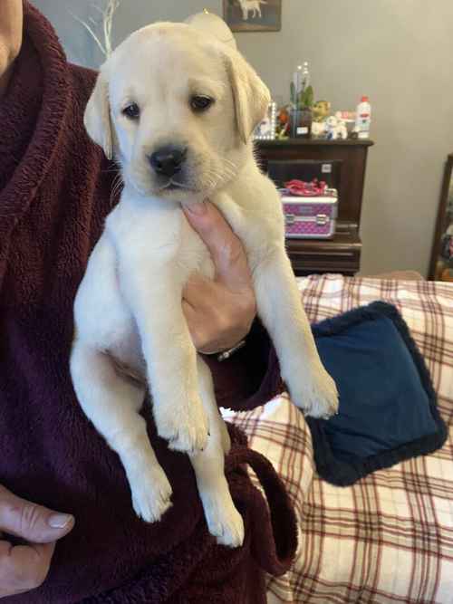 Chunky Lab Pups for sale in Grantham, Lincolnshire