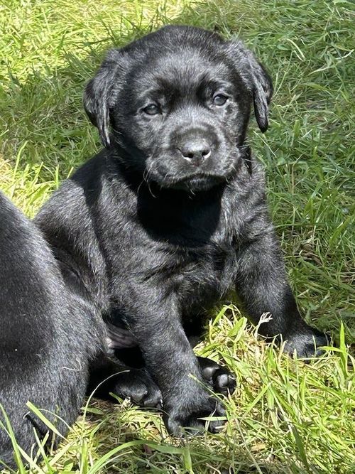 Chunky Labrador puppies for sale in Gosforth Cumbria