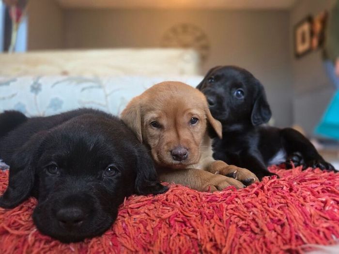 Labrador Retriever puppies for sale in Rogart, Sutherland – 3 weeks old