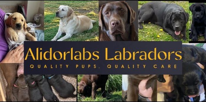 Labrador Retriever puppies for sale in Durham – KC registered, a few seconds old - Image 3 of 3