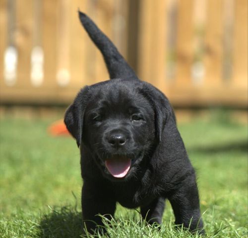 Chunky show bred puppy for sale in Northumberland